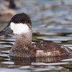 Ruddy Duck